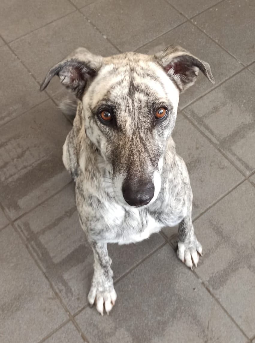 Carly - Galgo Español - Bild 4