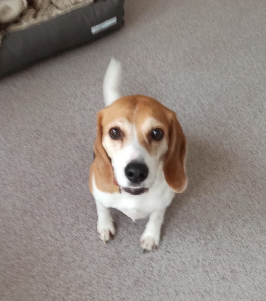 Beagle Mia