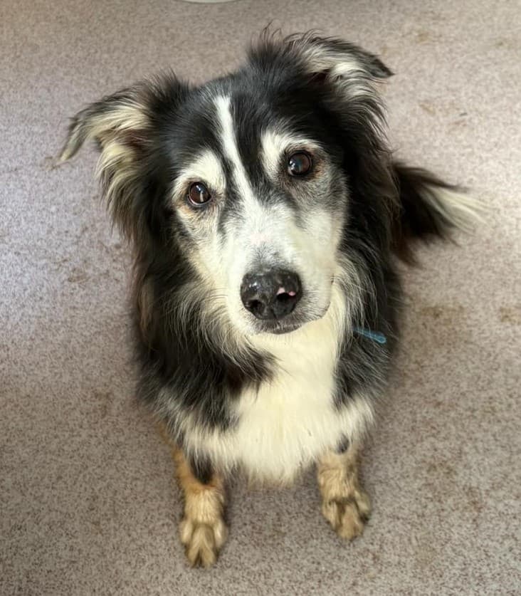 Australian Shepherd Daniel