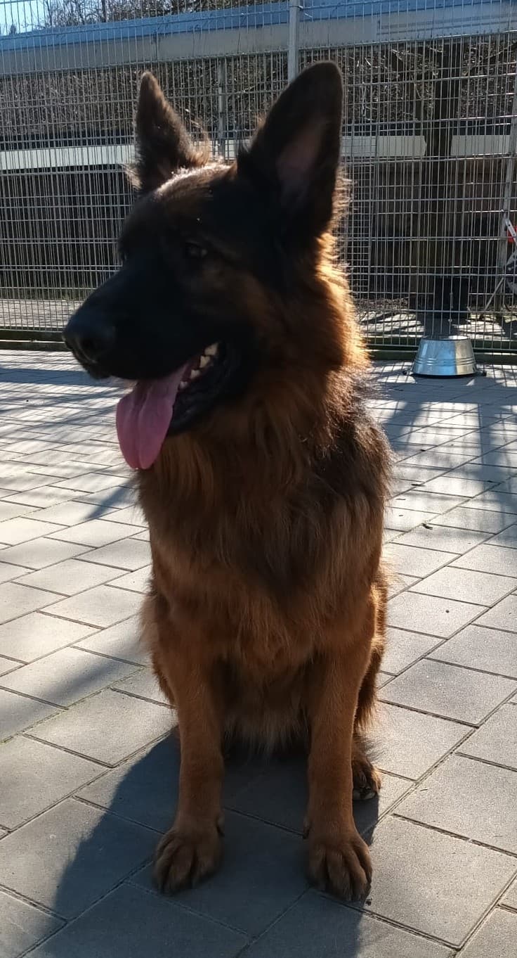 Bran - Deutscher Schäferhund - Bild 2