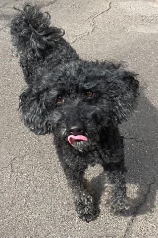 Blacky - Pudel - Bild 5