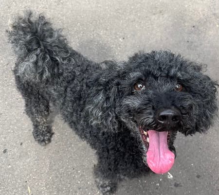 Pudel Blacky