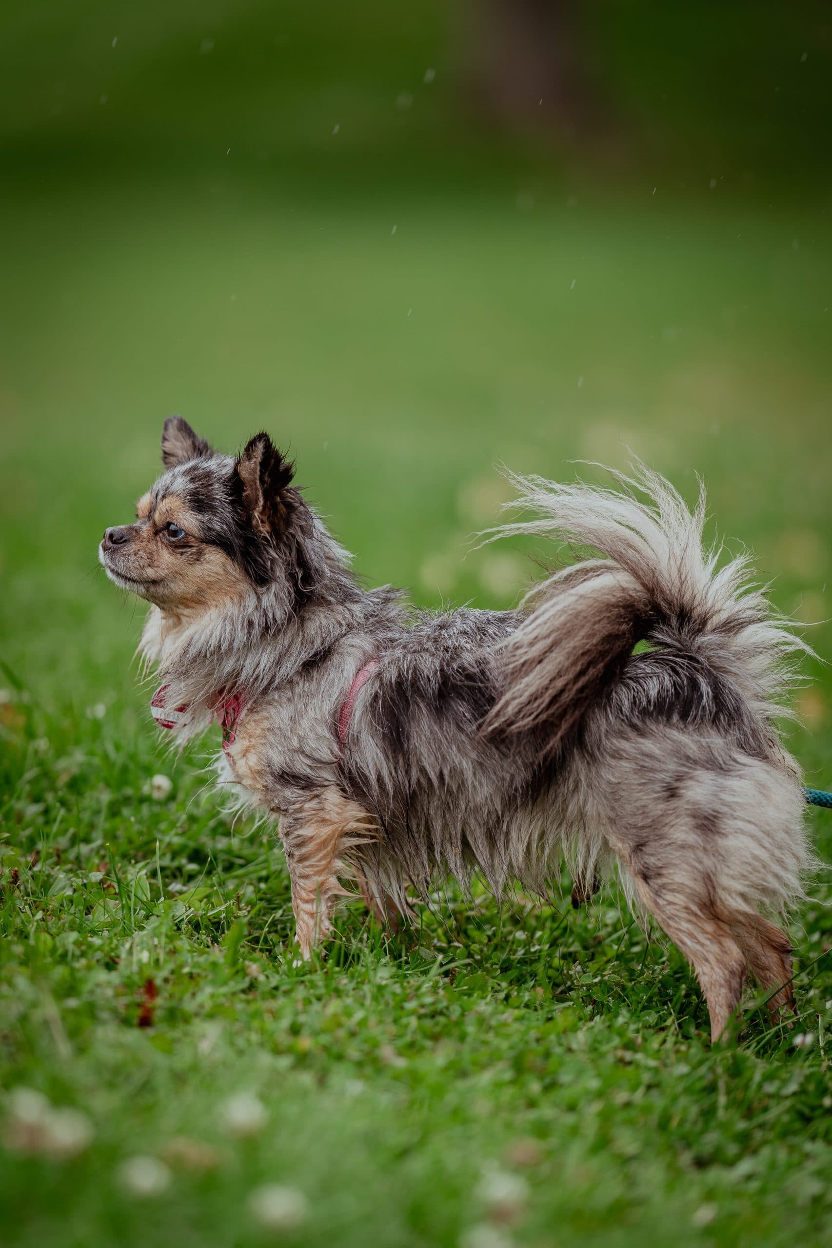 Mia - Chihuahua - Bild 3