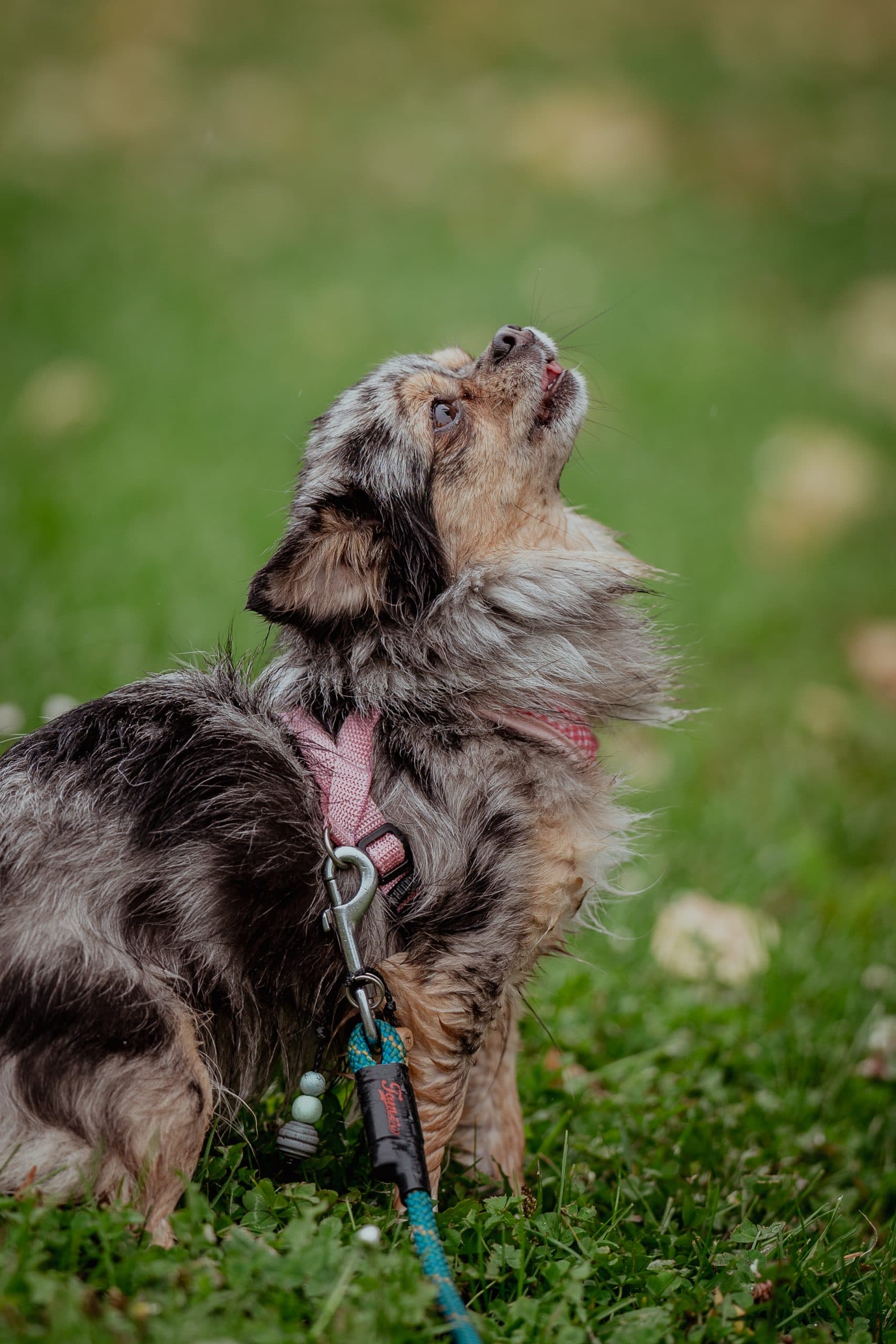 Mia - Chihuahua - Bild 5