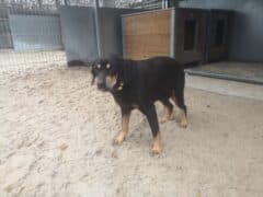Atika - Dobermann - Bild 2