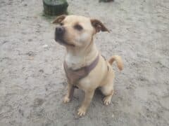 Buddy - Deutscher Pinscher - Bild 4