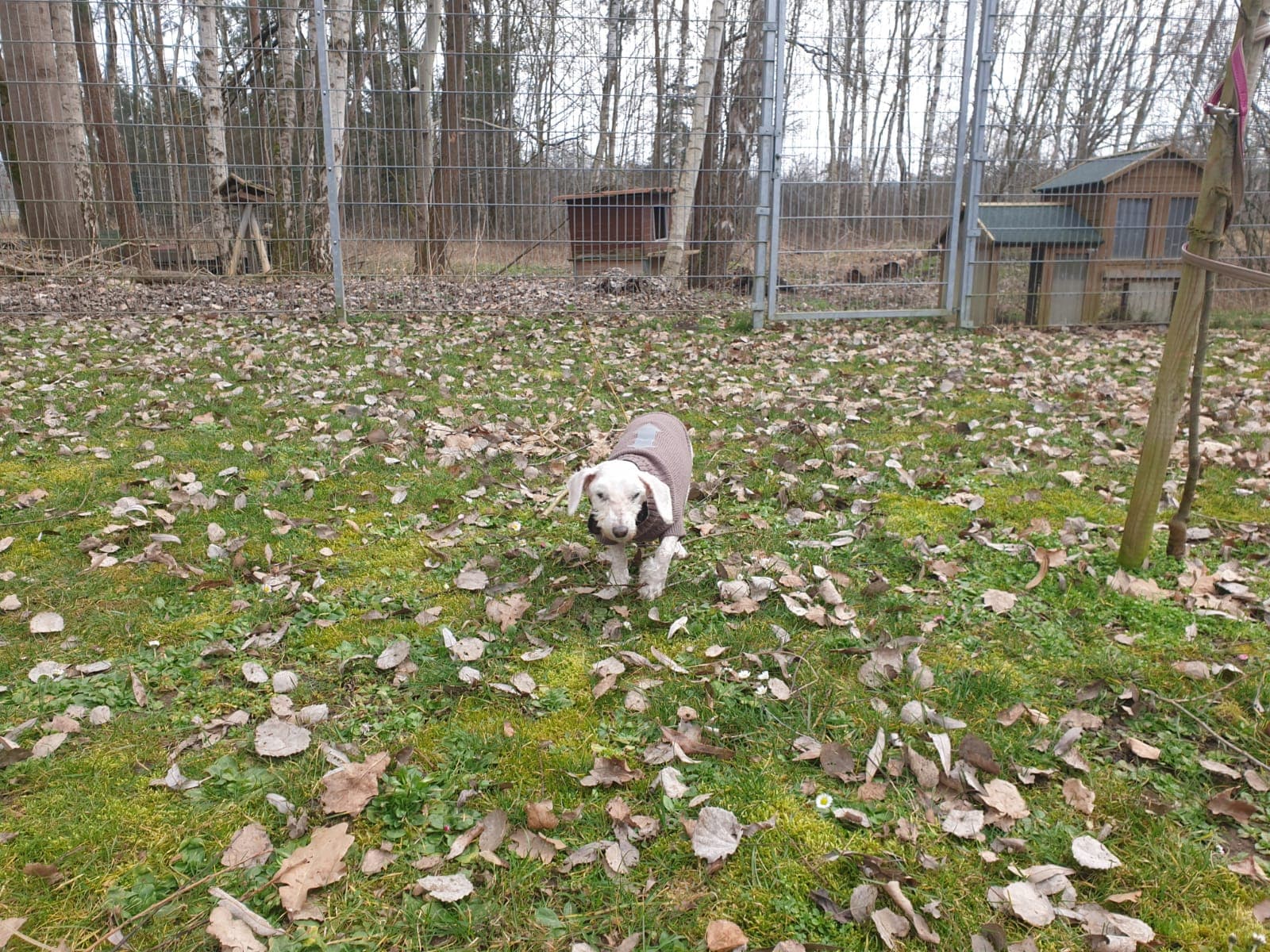 Knut - Pudel - Bild 5