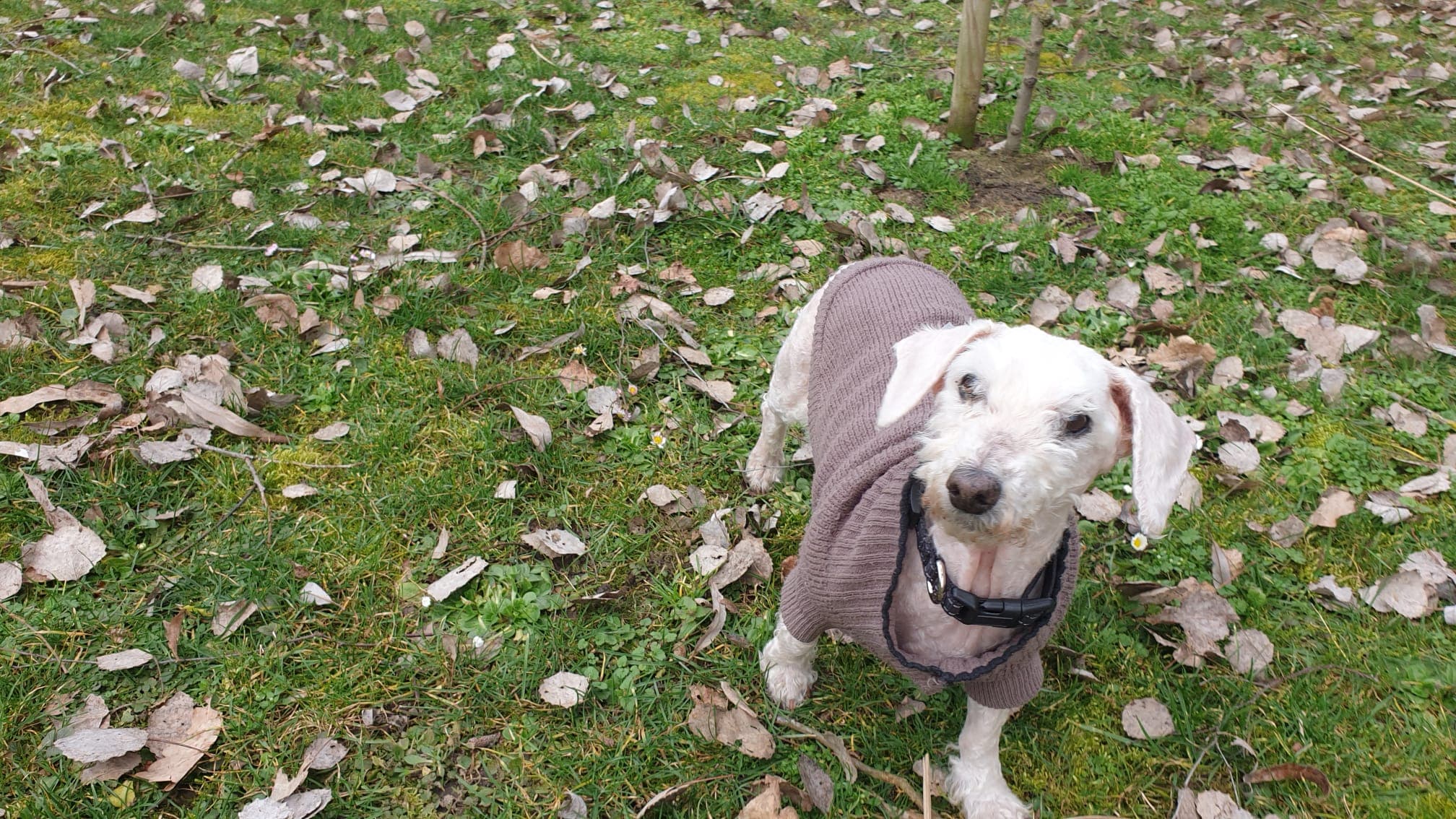 Knut - Pudel - Bild 7