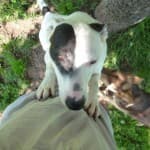 Linda - Dalmatiner - Bild 2