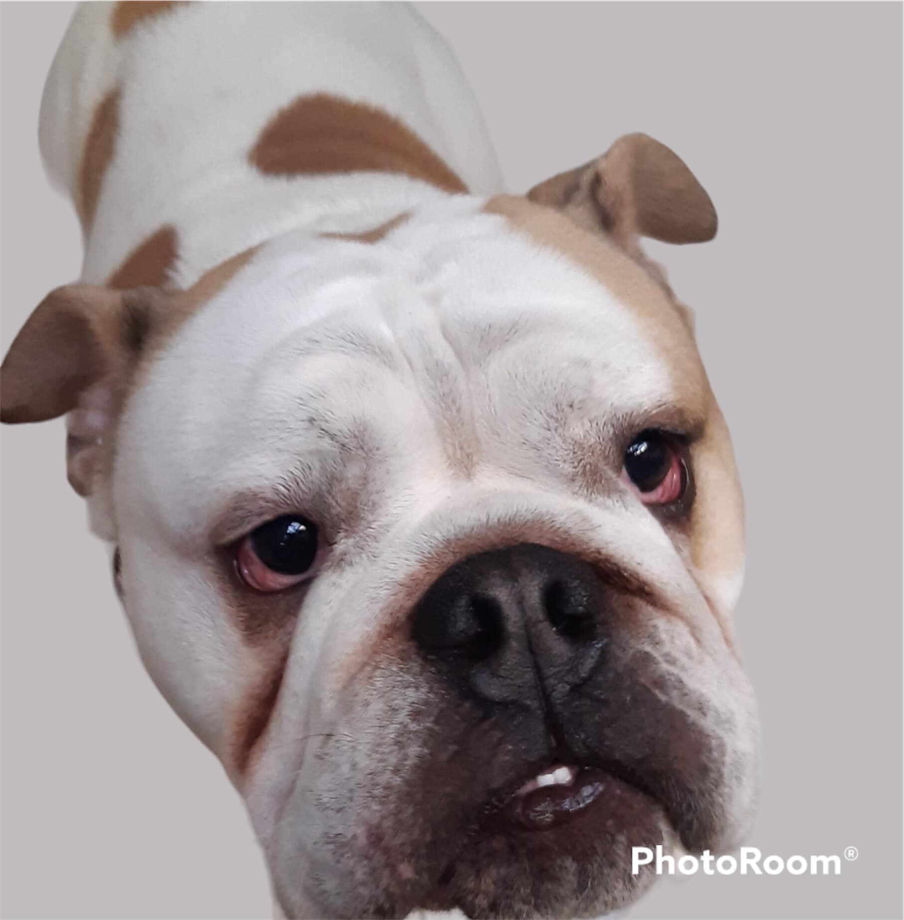 Englische Bulldogge Ferdinand