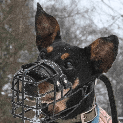 Deutscher Pinscher Trude
