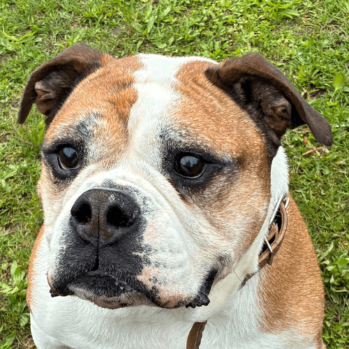 Mix Rufus