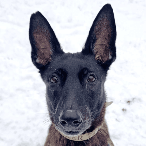 Hund Trüffel