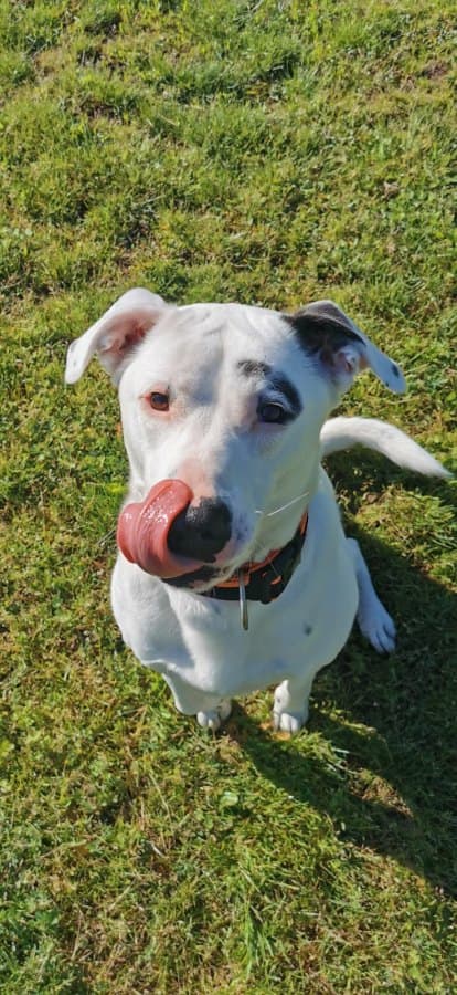 Boult - Mops - Bild 18