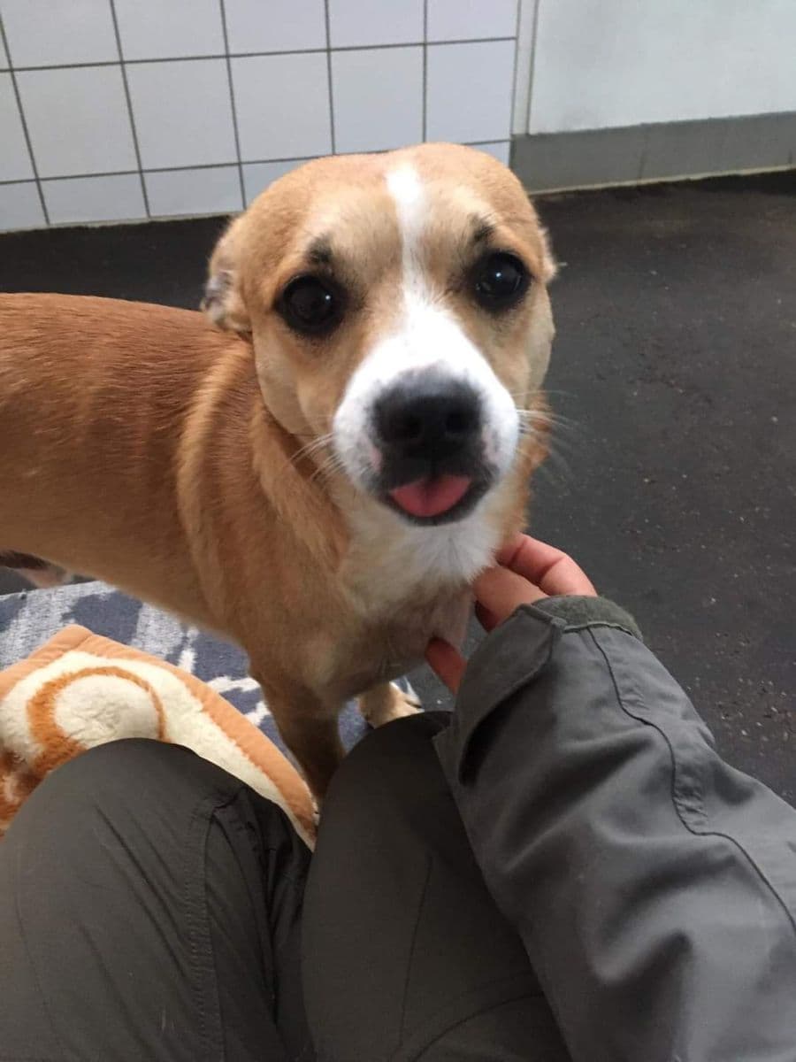 Deutscher Pinscher-Mix Floh