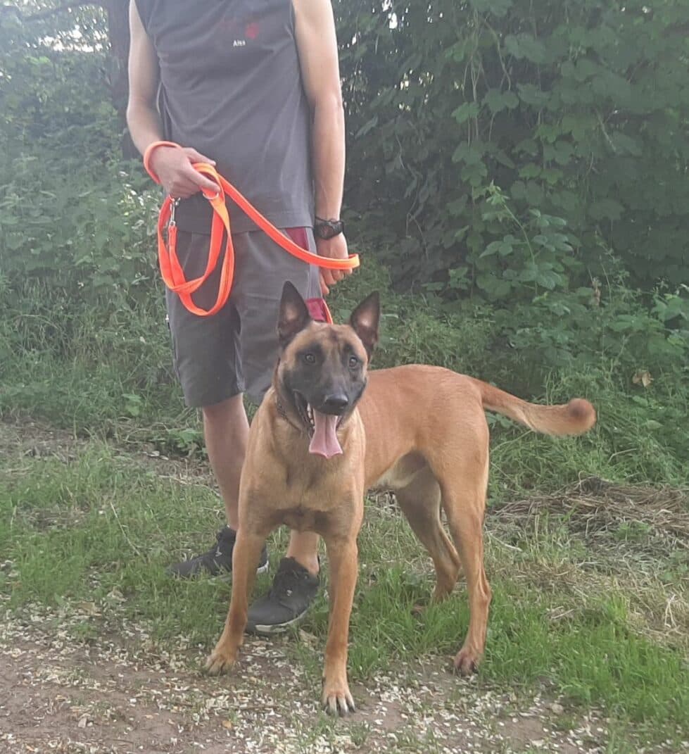 Mailo - Belgischer Schäferhund - Bild 8