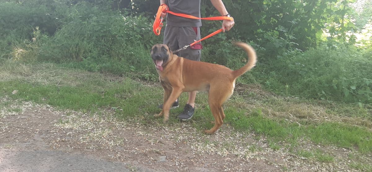 Mailo - Belgischer Schäferhund - Bild 5