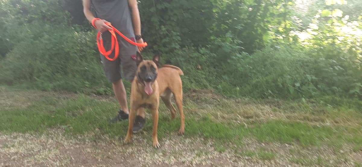 Mailo - Belgischer Schäferhund - Bild 3