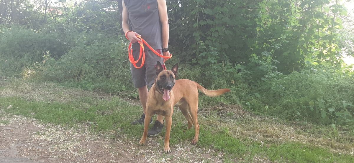 Mailo - Belgischer Schäferhund - Bild 2