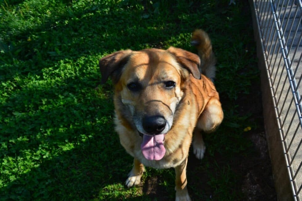 Belgischer Schäferhund, Deutscher Schäferhund Pepe