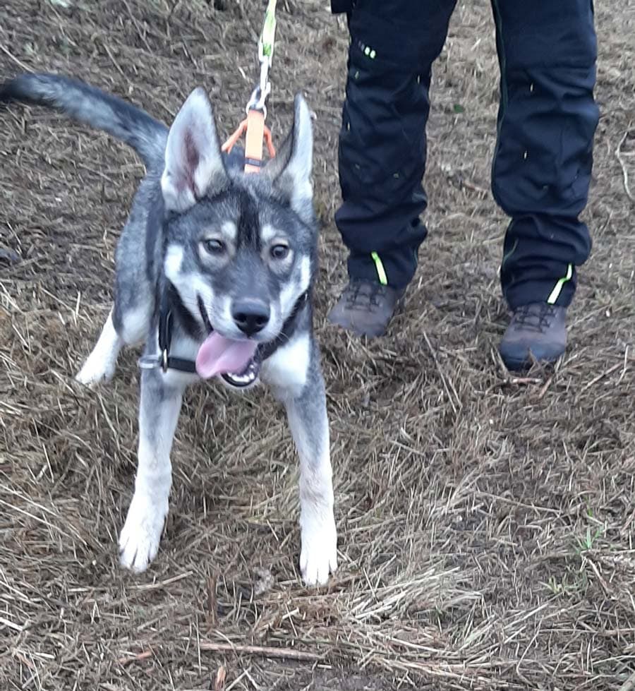 Zora - Tschechoslowakischer Wolfhund, Labrador Retriever, Deutscher Schäferhund, Siberian Husky - Bild 5