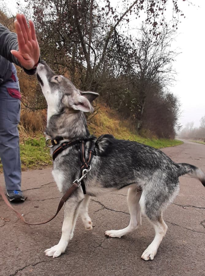 Zora - Tschechoslowakischer Wolfhund, Labrador Retriever, Deutscher Schäferhund, Siberian Husky - Bild 14