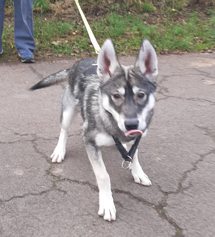 Zora - Tschechoslowakischer Wolfhund, Labrador Retriever, Deutscher Schäferhund, Siberian Husky - Bild 16