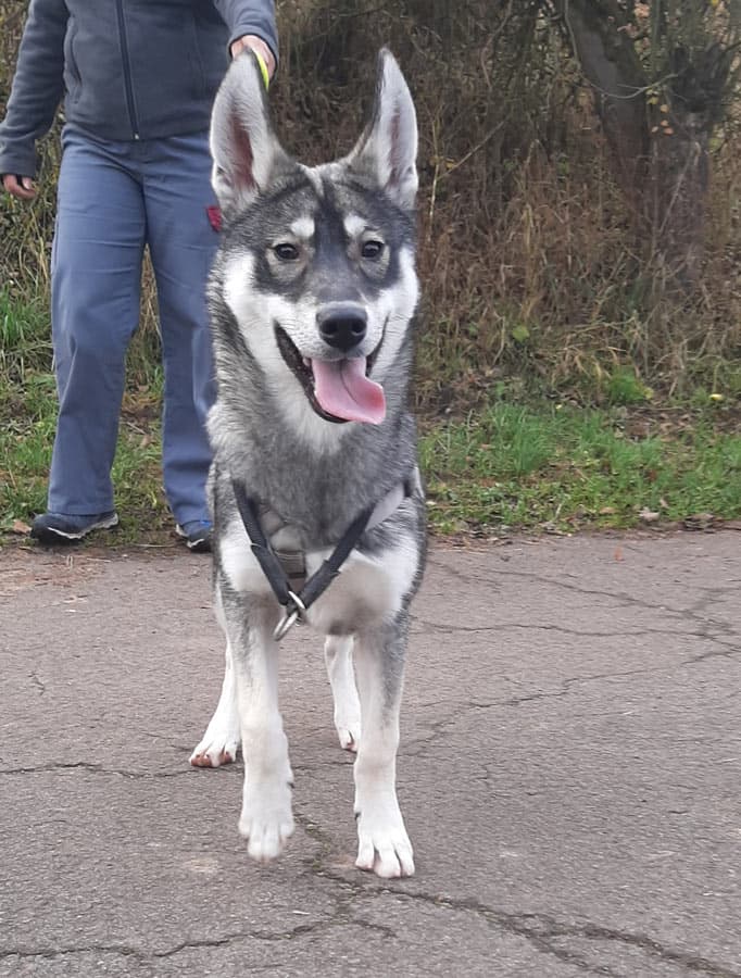 Zora - Tschechoslowakischer Wolfhund, Labrador Retriever, Deutscher Schäferhund, Siberian Husky - Bild 8
