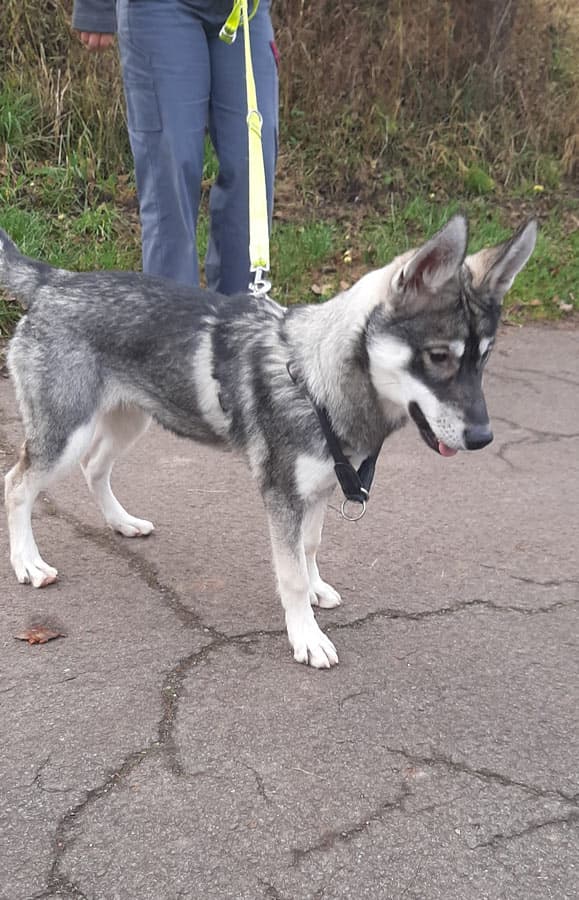 Zora - Tschechoslowakischer Wolfhund, Labrador Retriever, Deutscher Schäferhund, Siberian Husky - Bild 7