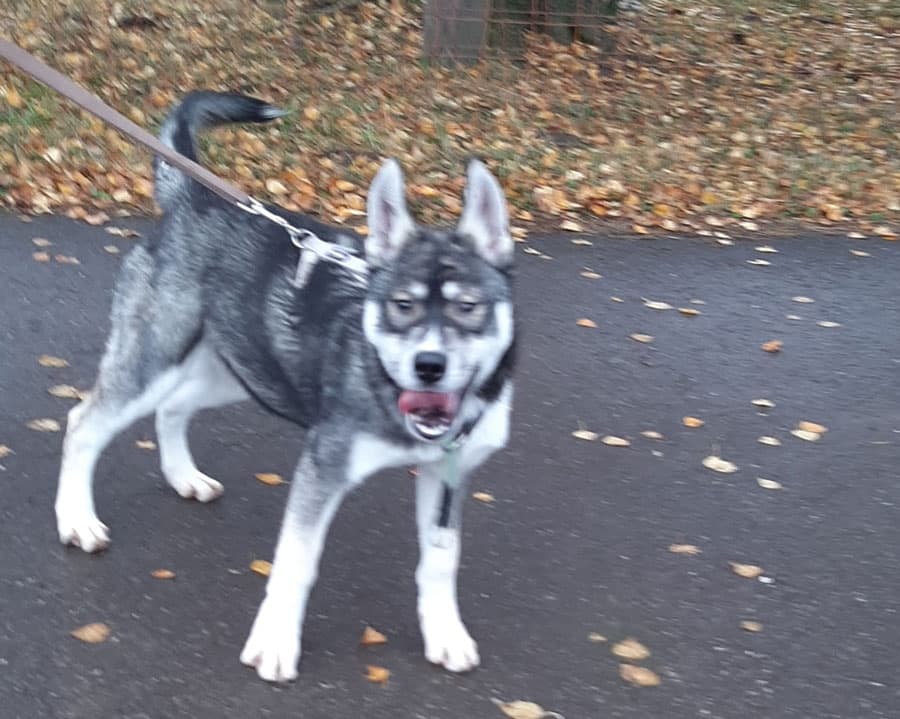 Zora - Tschechoslowakischer Wolfhund, Labrador Retriever, Deutscher Schäferhund, Siberian Husky - Bild 6