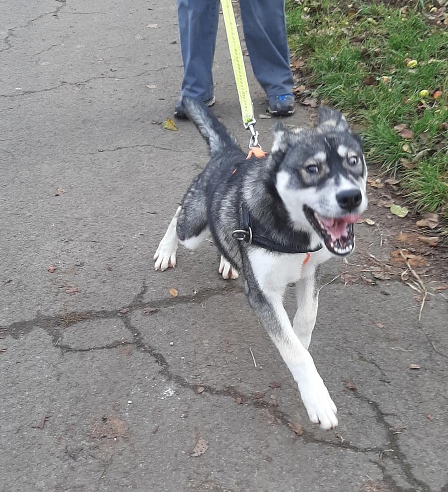 Zora - Tschechoslowakischer Wolfhund, Labrador Retriever, Deutscher Schäferhund, Siberian Husky - Bild 10