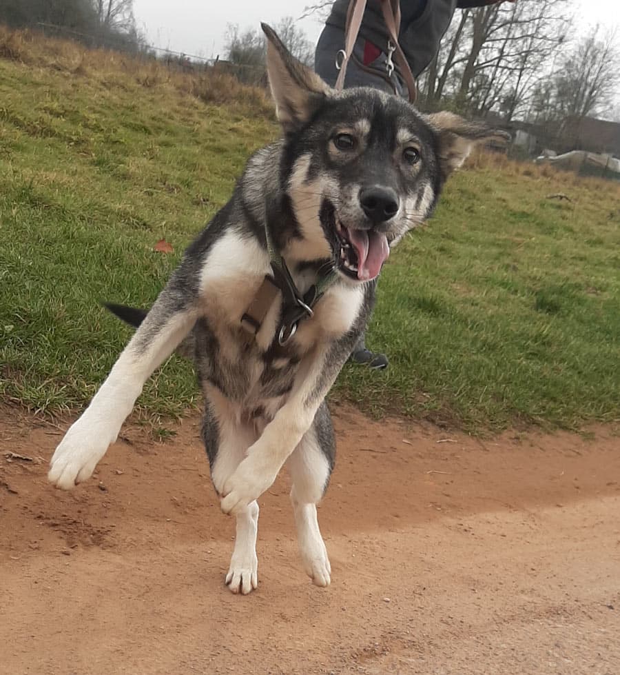 Zora - Tschechoslowakischer Wolfhund, Labrador Retriever, Deutscher Schäferhund, Siberian Husky - Bild 12