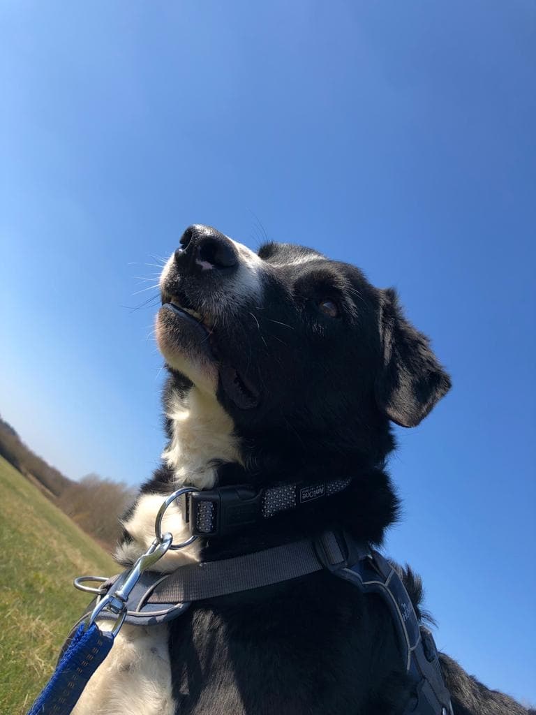 Border Collie-Mix Sammy