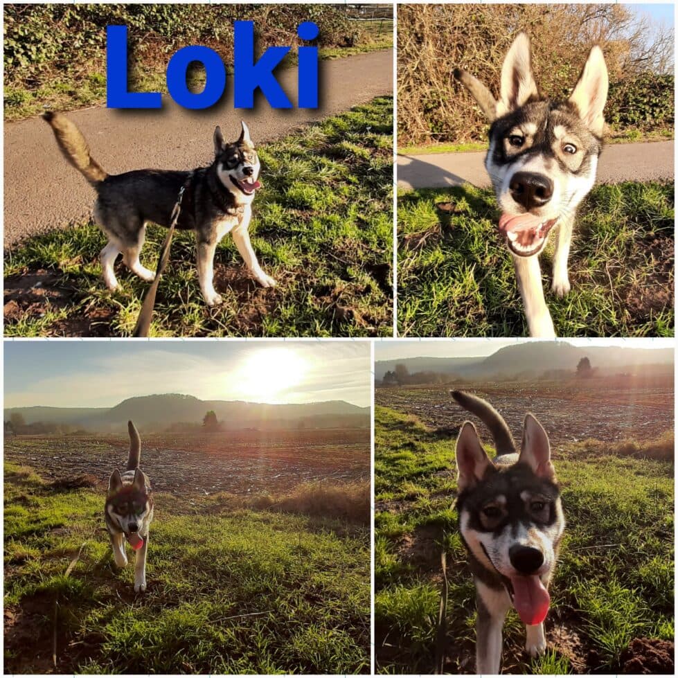 Siberian Husky-Mix Loki