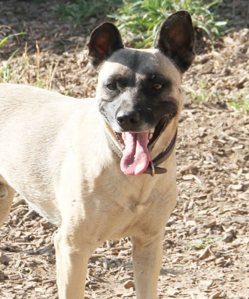 Aron - Deutscher Pinscher - Bild 4