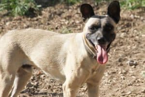 Aron - Deutscher Pinscher - Bild 3