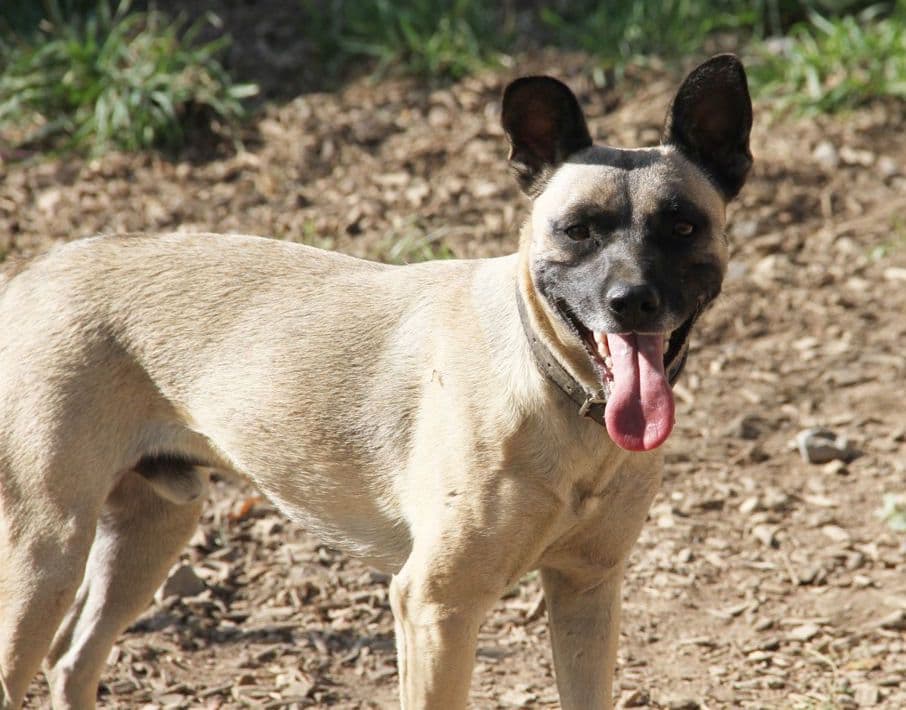 Aron - Deutscher Pinscher - Bild 2