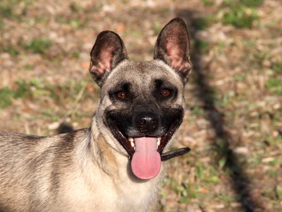 Aron - Deutscher Pinscher - Bild 6