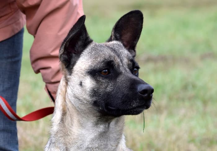 Aron - Deutscher Pinscher - Bild 16