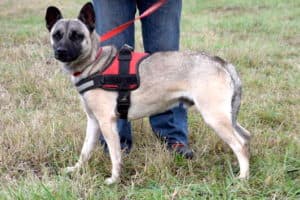 Aron - Deutscher Pinscher - Bild 19