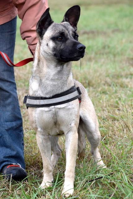 Aron - Deutscher Pinscher - Bild 20