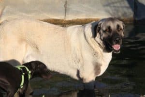 Aslan - Kangal-Hirtenhund - Bild 13