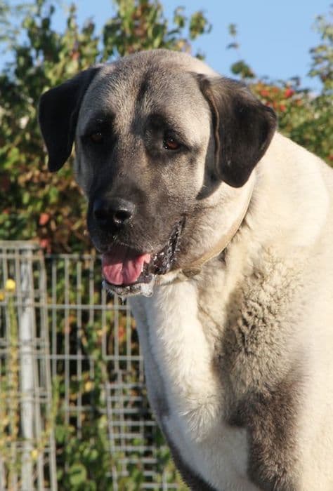 Aslan - Kangal-Hirtenhund - Bild 8