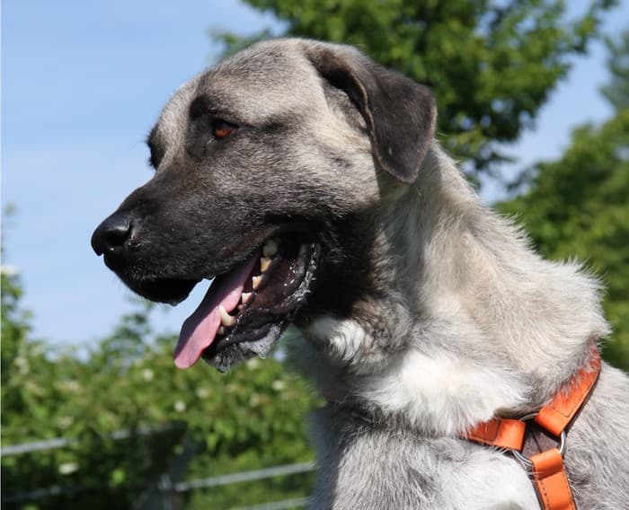 Aslan - Kangal-Hirtenhund - Bild 20