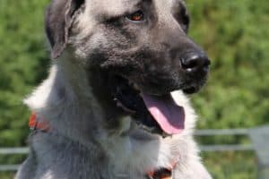 Aslan - Kangal-Hirtenhund - Bild 17
