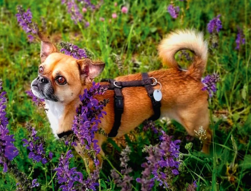 Simba - Chihuahua - Bild 2