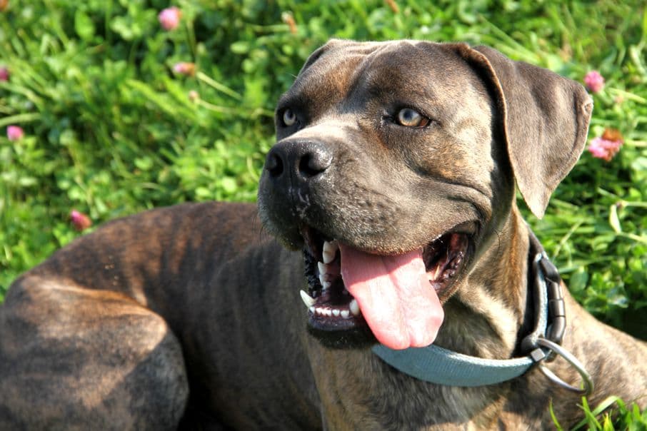 Drago - Cane Corso Italiano - Bild 16