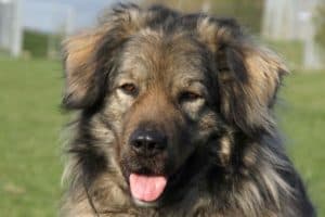 Bobby - Kaukasischer Owtscharka, Berner Sennenhund - Bild 3