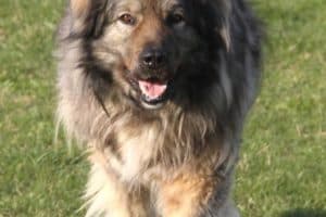 Bobby - Kaukasischer Owtscharka, Berner Sennenhund - Bild 7