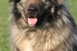 Bobby - Kaukasischer Owtscharka, Berner Sennenhund - Bild 9